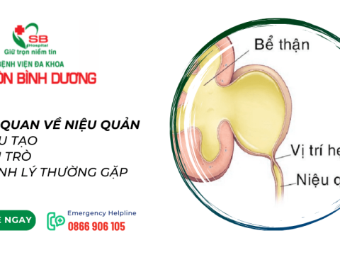 Tìm hiểu về niệu quản: Cấu tạo, vai trò và những bệnh lý thường gặp